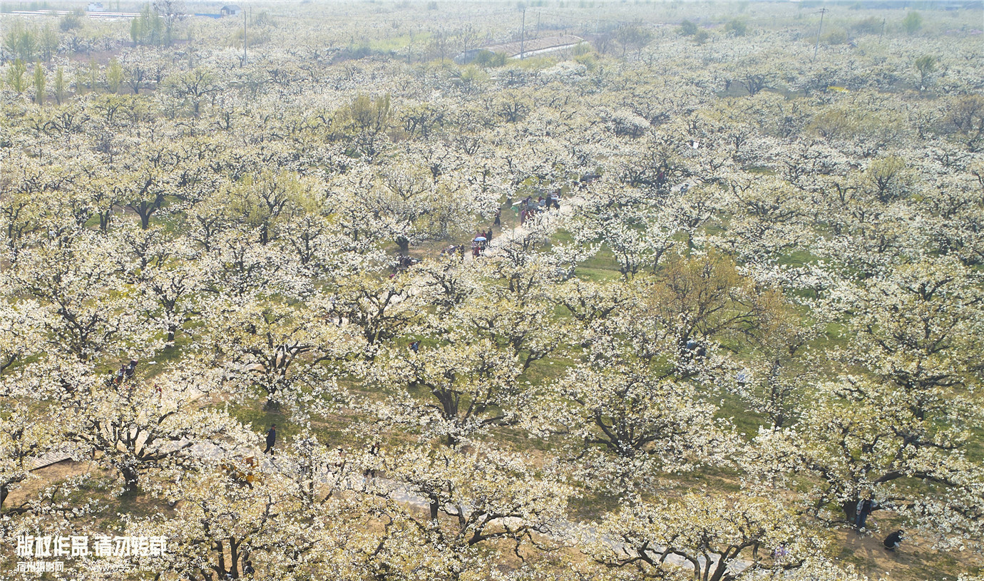 航拍砀山梨树王风景区梨园风光俯瞰砀山梨树王风景区砀山梨树王风景区